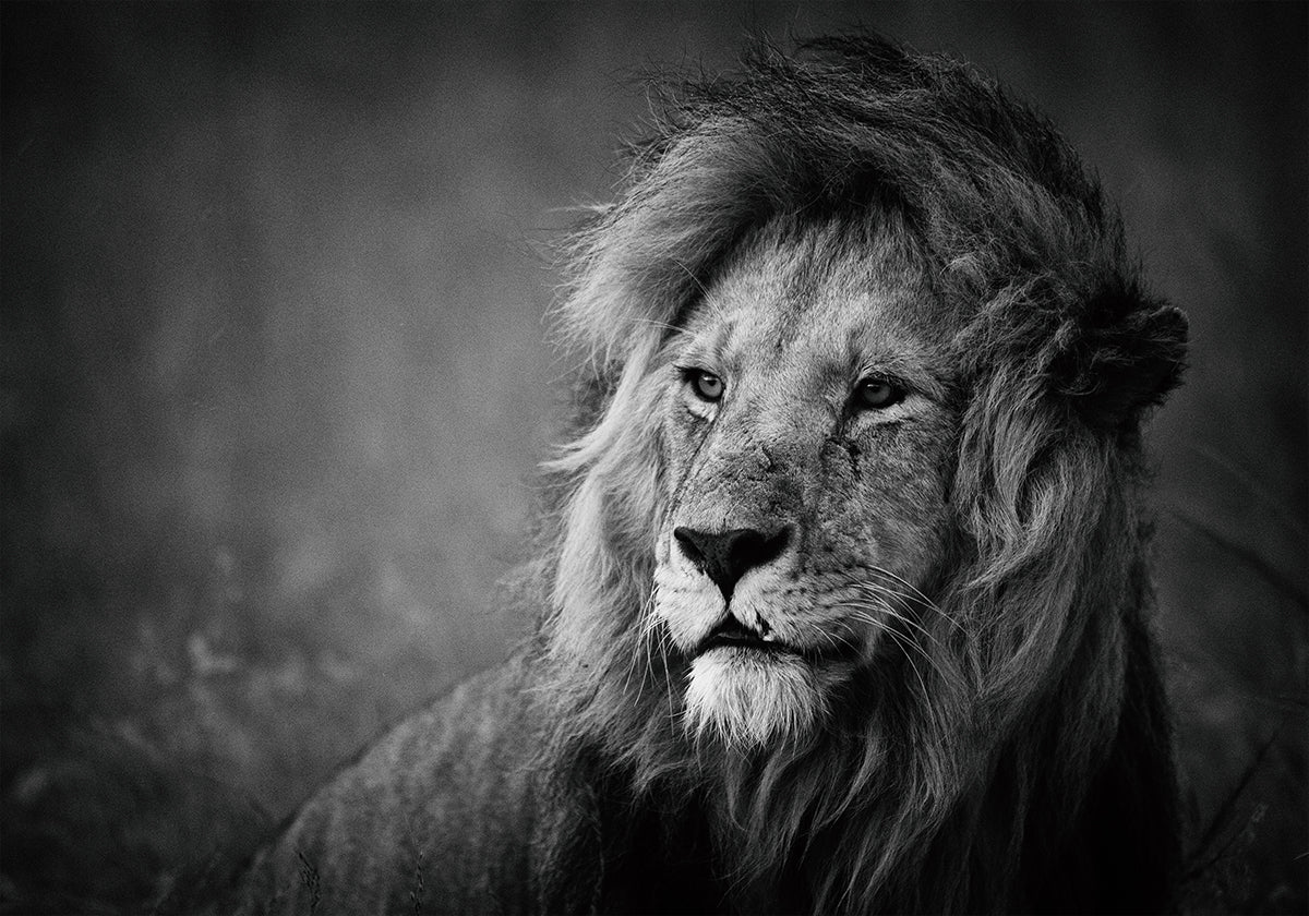 Regal juliste