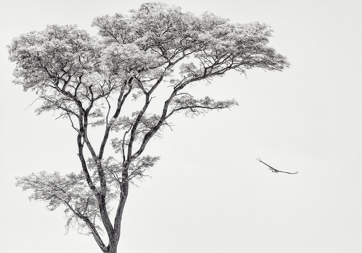 afrikkalainen kotka -juliste