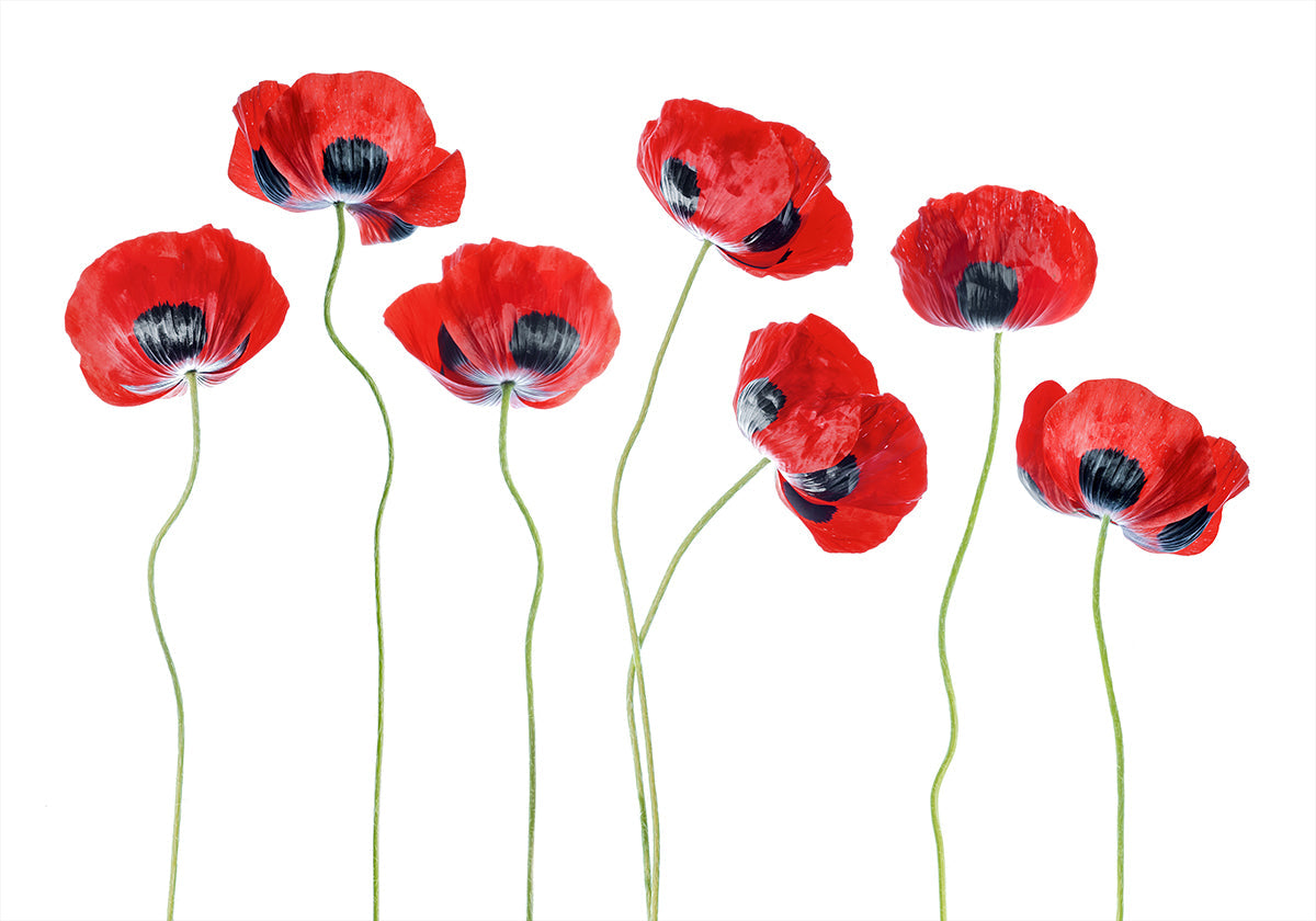 Ladybird Poppies -juliste