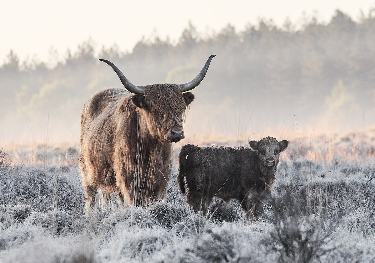 Highlander and Calf -juliste