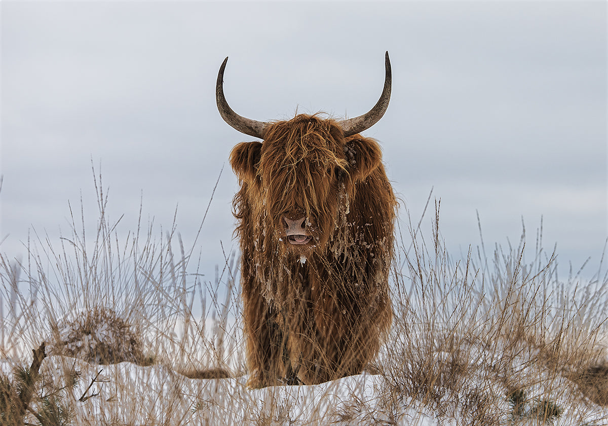 Highlander lumijulisteessa