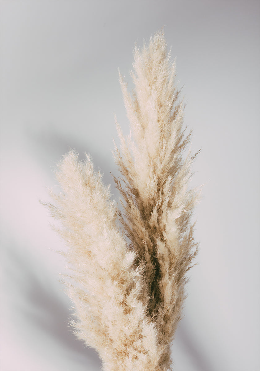 Pampas Grass Grey