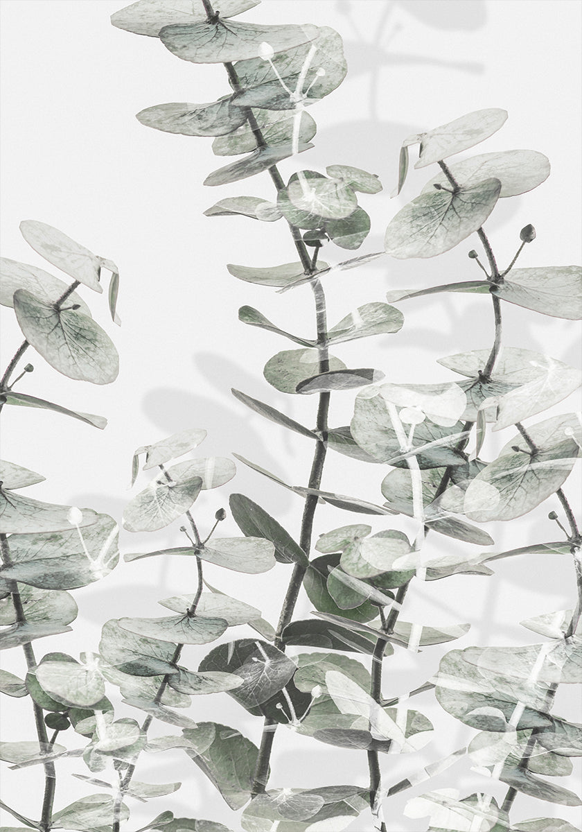 Eucalyptus nro 3 juliste