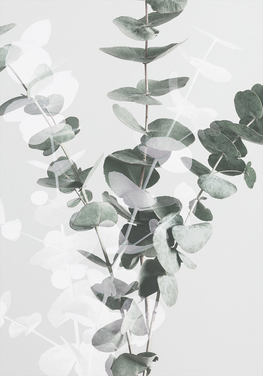 Eucalyptus nro 3 juliste