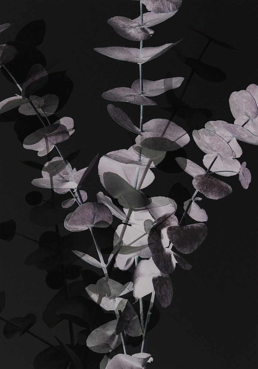 Eukalyptus_negatiivinen_001