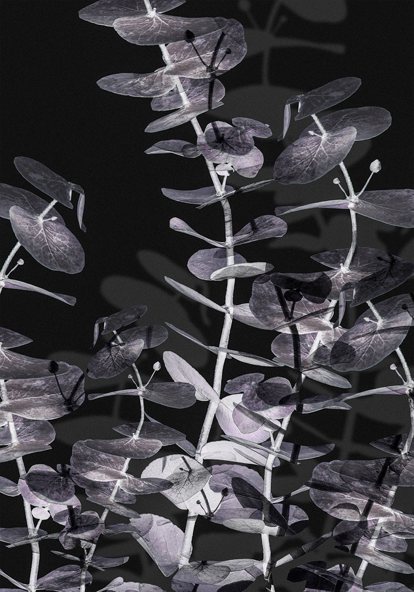 Eucalyptus Negative No.2 -juliste