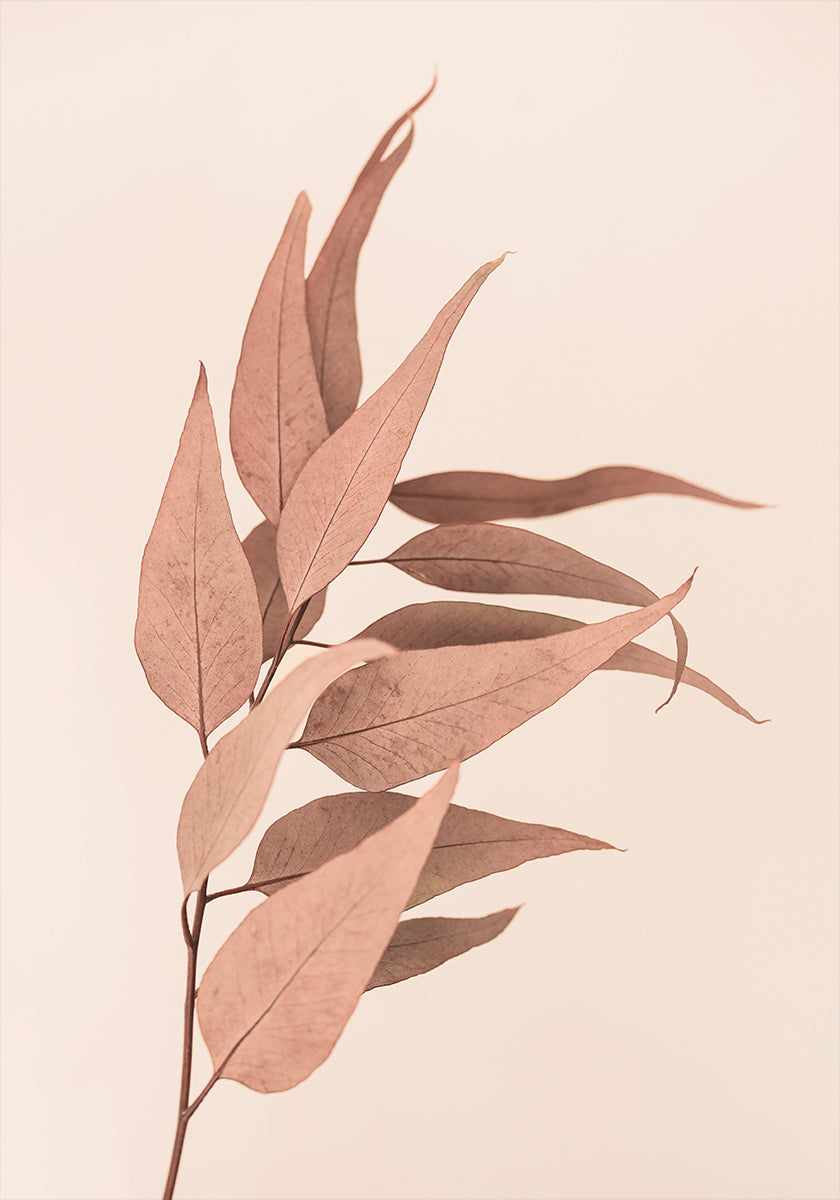 Kuivattu eukalyptus