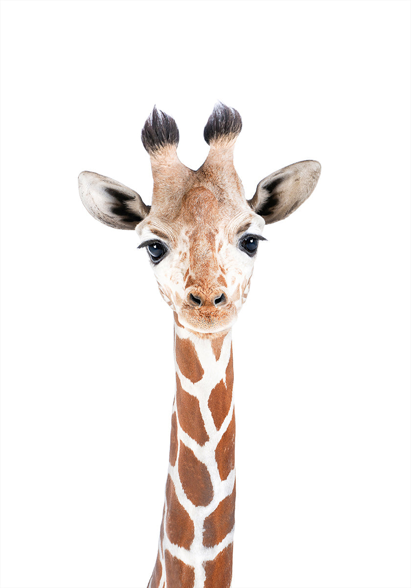 Baby Giraffe juliste