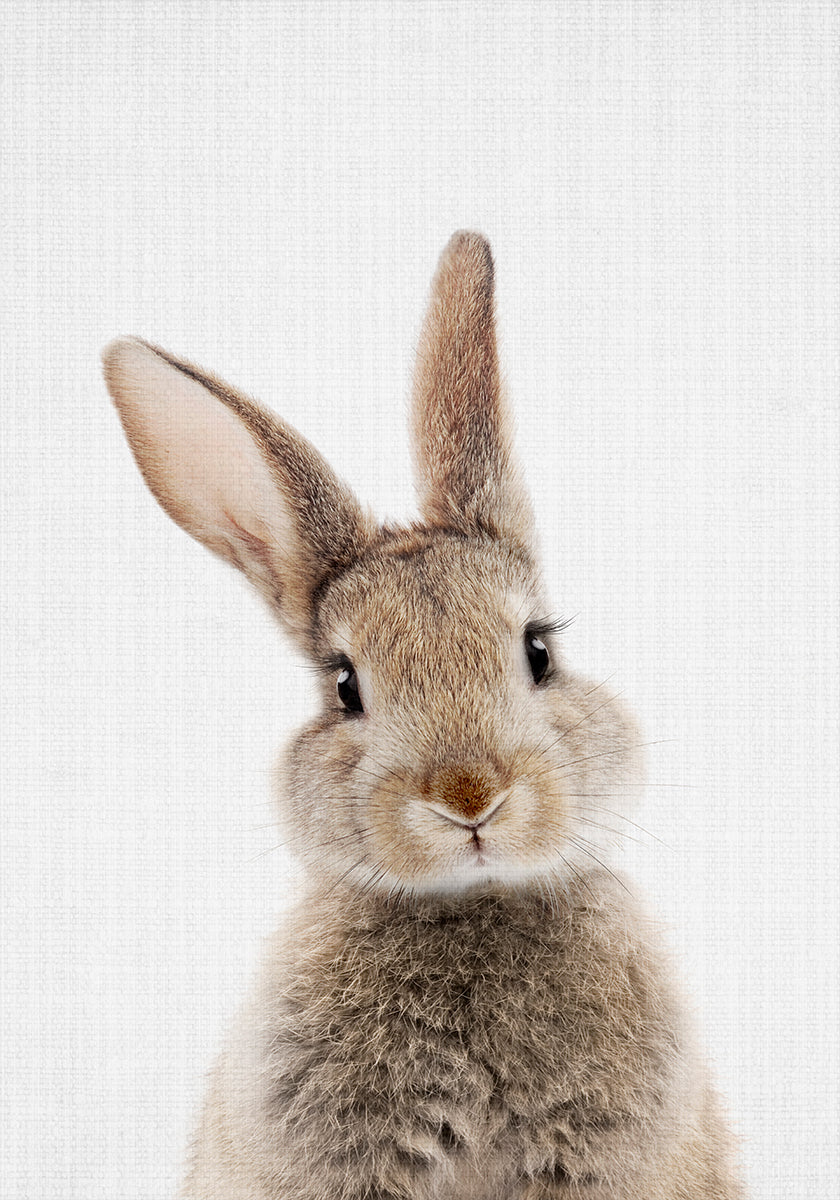 Peekaboo Bunny -juliste