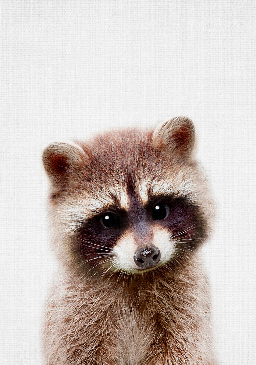 Peekaboo Raccoon -juliste