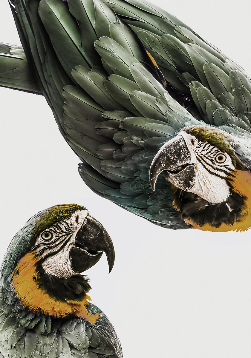 Elävä Parrot Duo