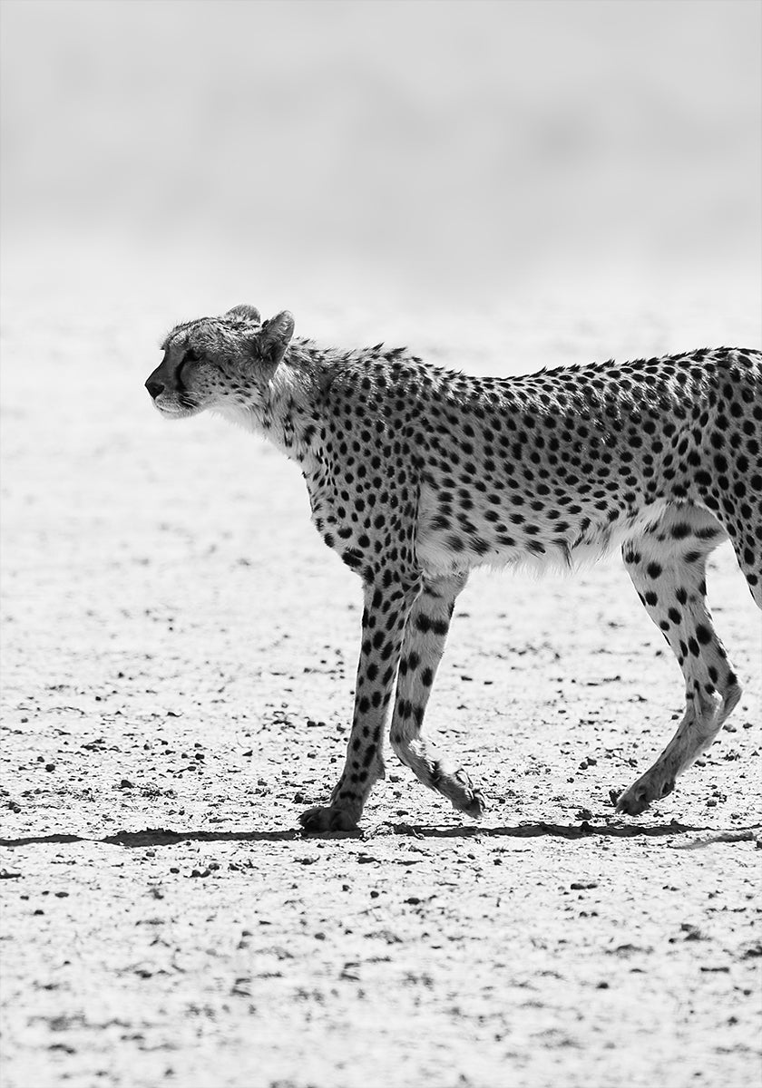 Silent Pursuit
