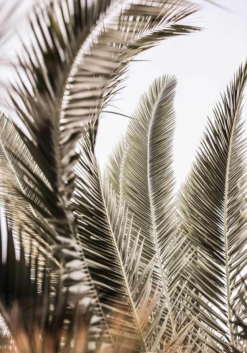 Palmsin kuiskauksia
