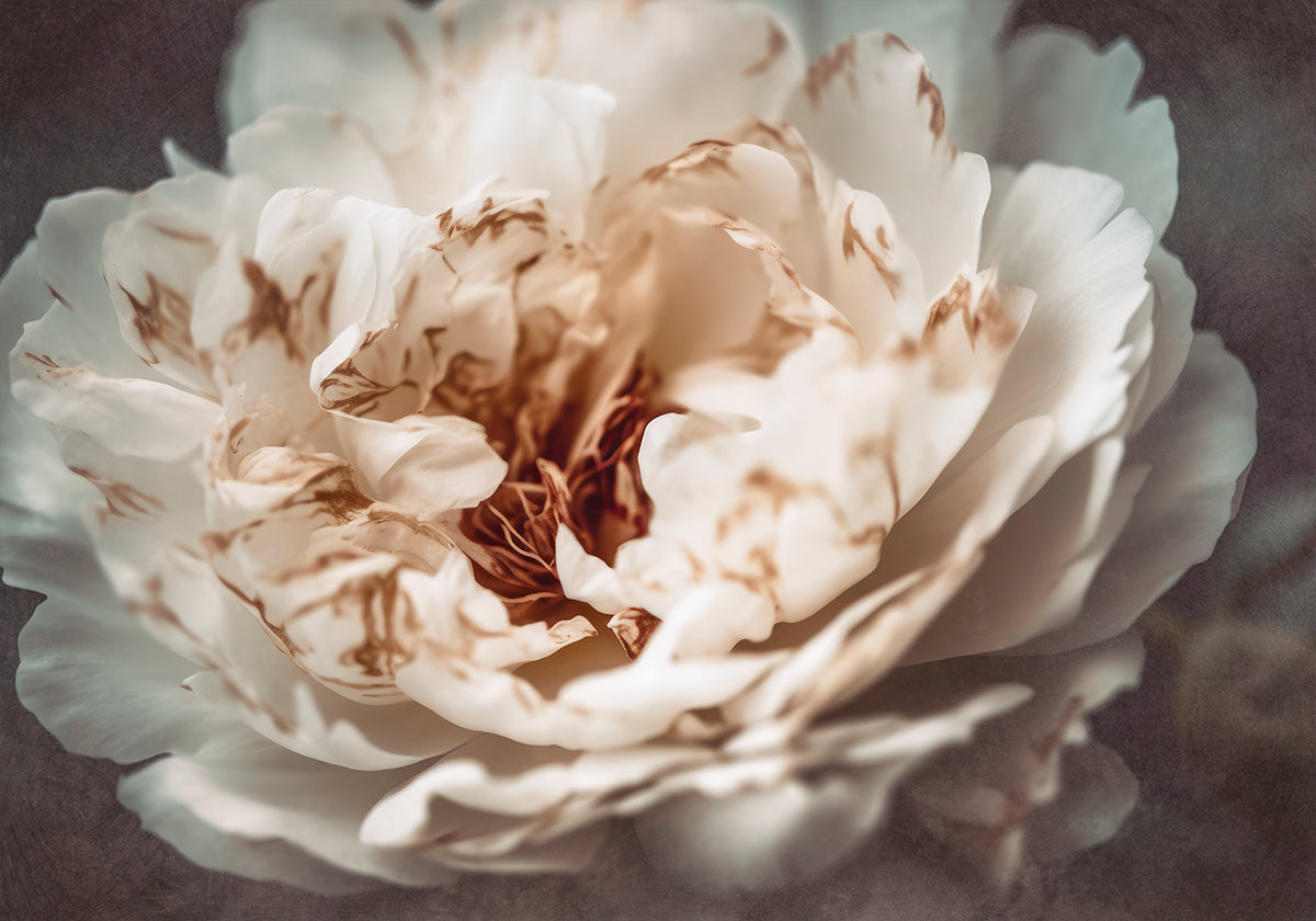 Serenityn terälehdet