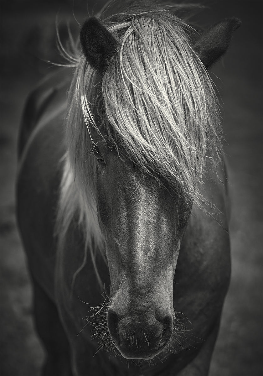 Alpine Surf Dude -juliste