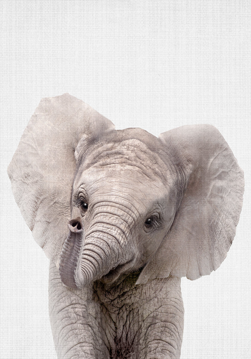 Peekaboo Baby Elephant -juliste