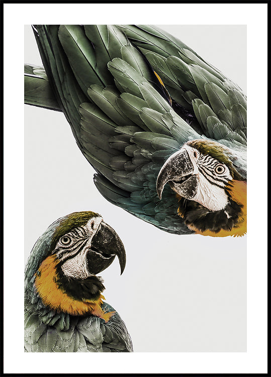 Elävä Parrot Duo
