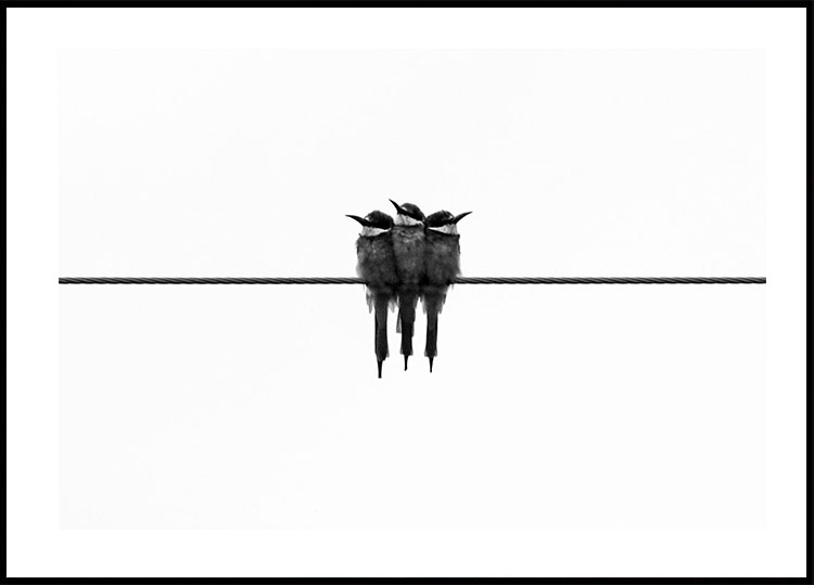 Birds On Wire Plakat - Posterbox.dk