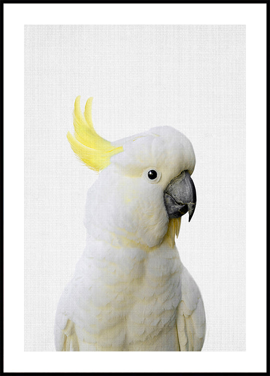 Peekaboo Cockatoo -juliste