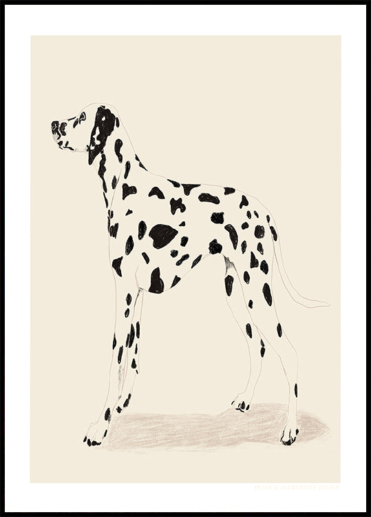 Pandc Dalmation -juliste