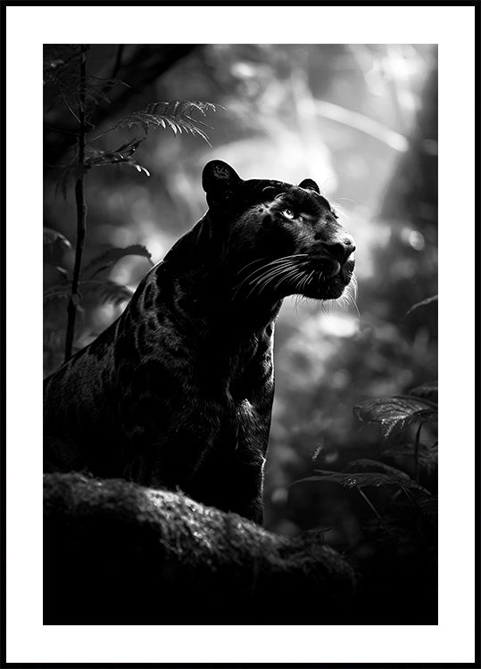 Majestic Black Panther -juliste