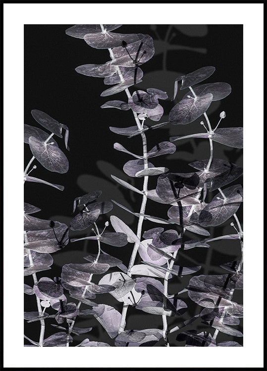 Eucalyptus Negative No.2 -juliste