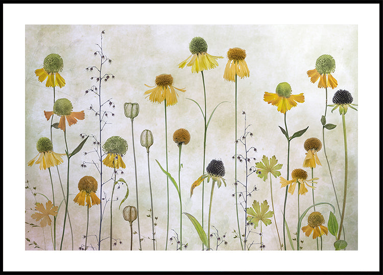 Helenium-juliste