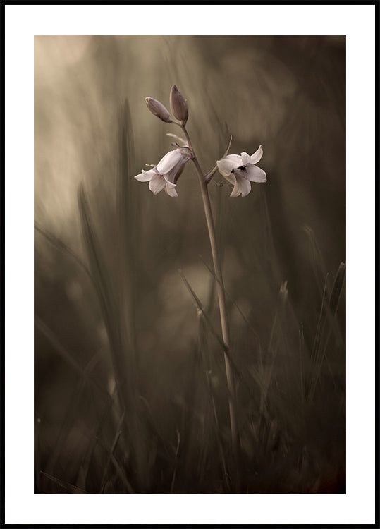 Pieni kukka maassa Juliste