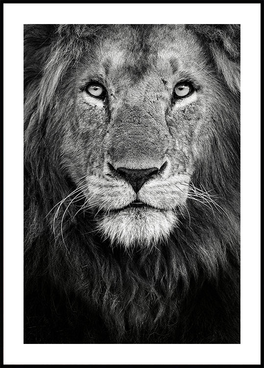 Kuninkaallinen muotokuva juliste