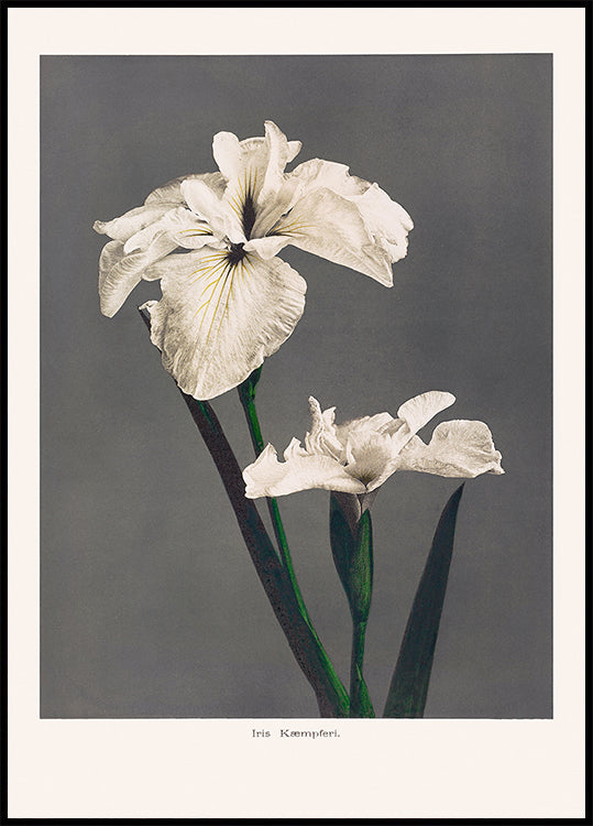 Iris Kæmpferi -juliste