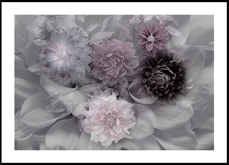 Dahlia unelma juliste