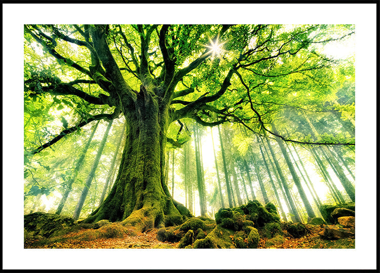 Ponthusin pyökkijuliste