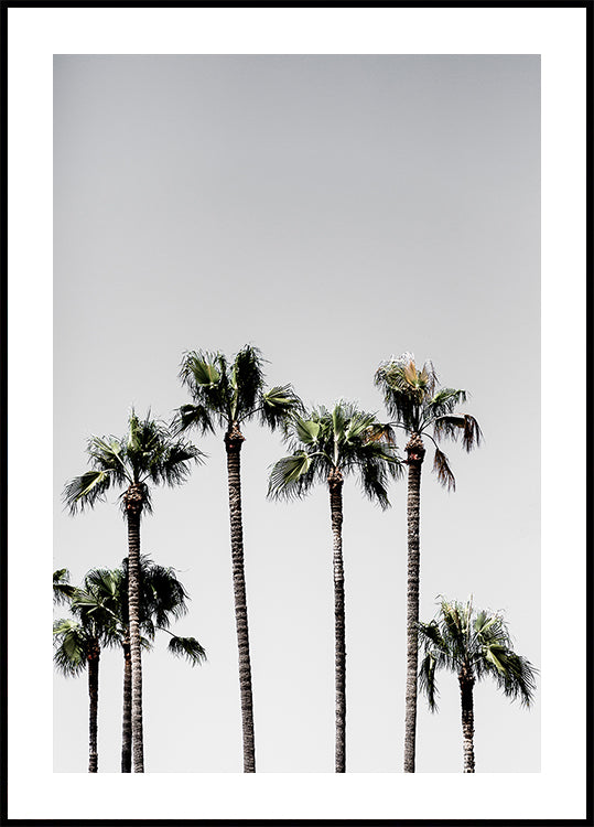 Palm Trees 5 -juliste