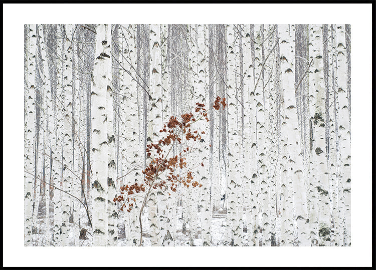 Valkoisesta julisteesta