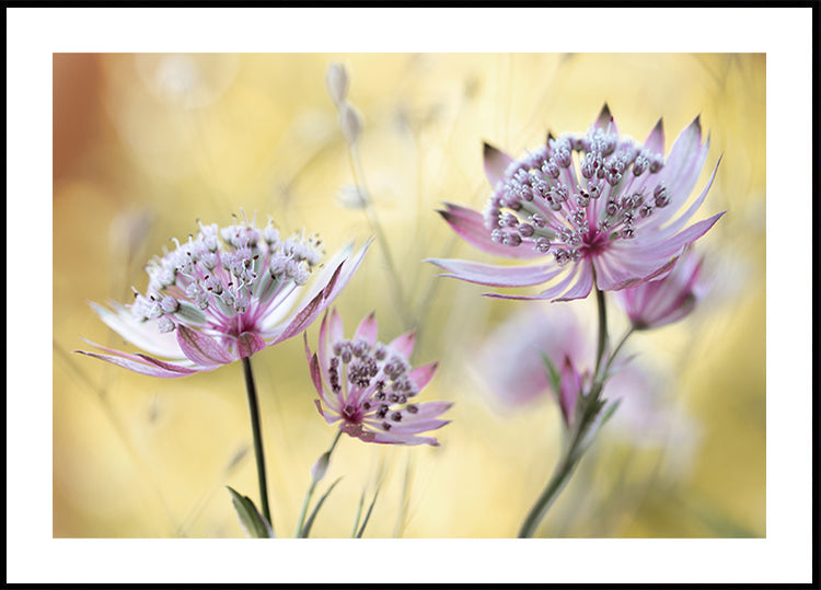 Astrantia Major -juliste