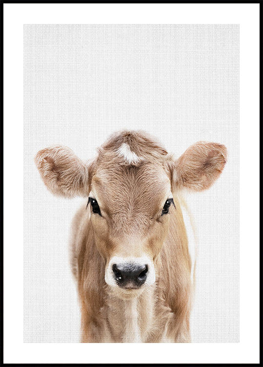 Peekaboo Baby Cow -juliste