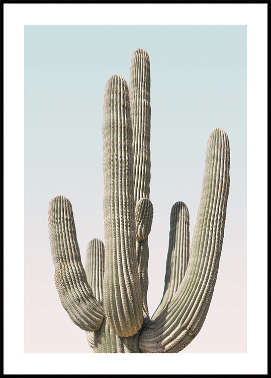 Saguaro juliste