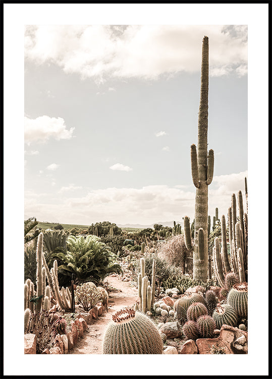 Cactus Farm -juliste