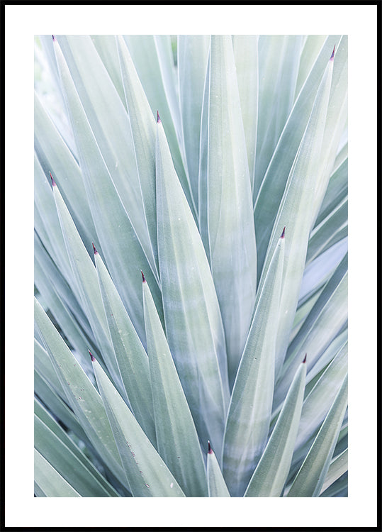 Azure Agave -tanssi