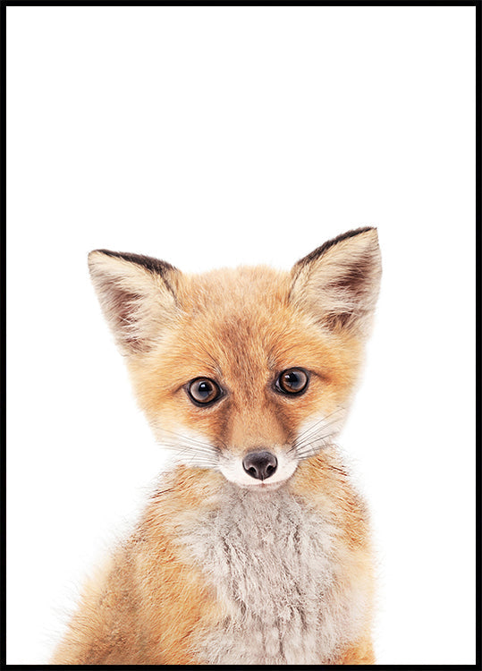 Baby Fox -juliste