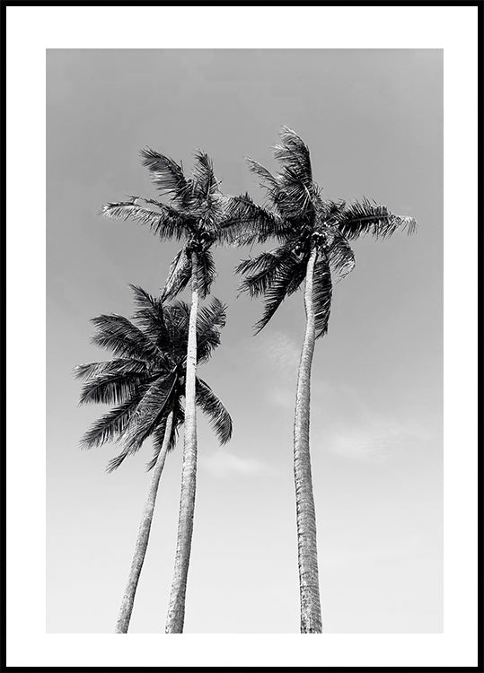 Three Palm Trees Plakat - Posterbox.dk