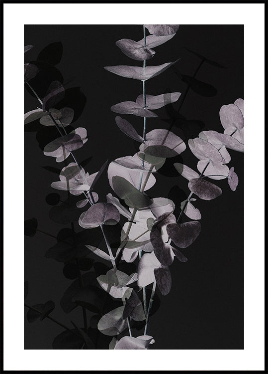 Eukalyptus_negatiivinen_001