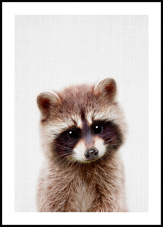 Peekaboo Raccoon -juliste