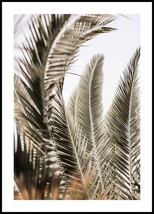 Palmsin kuiskauksia