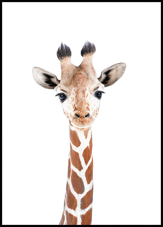 Baby Giraffe juliste