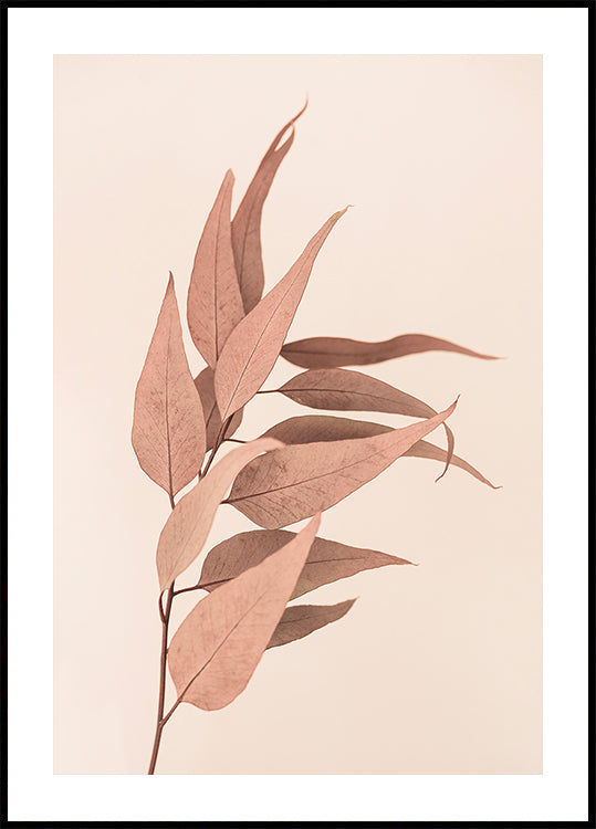 Kuivattu eukalyptus