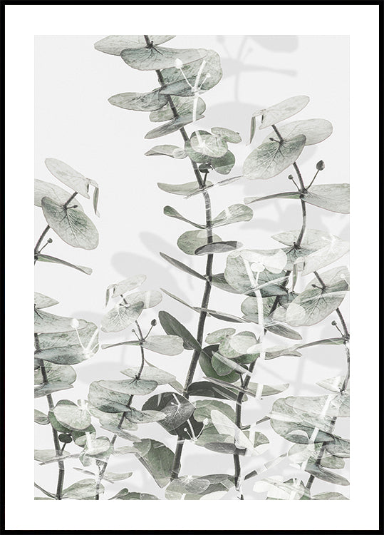 Eucalyptus nro 3 juliste