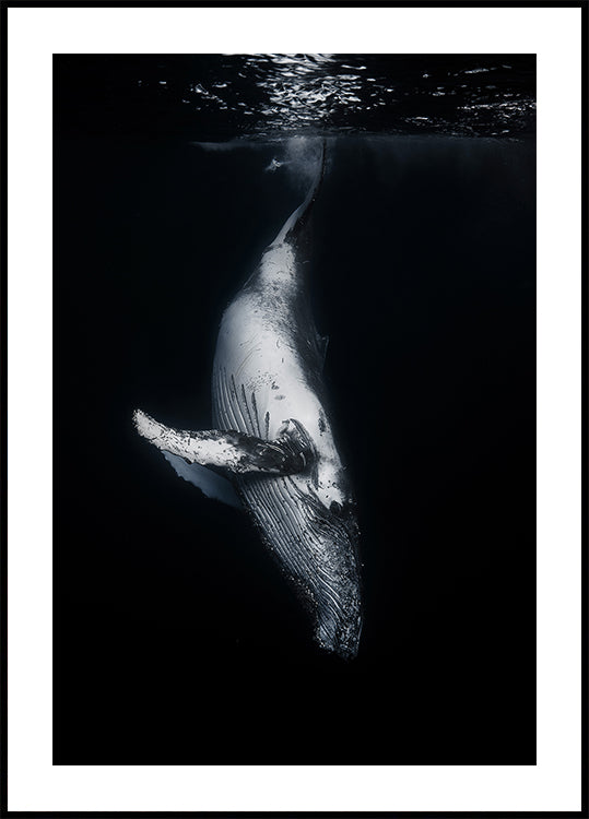 Black Whale -juliste