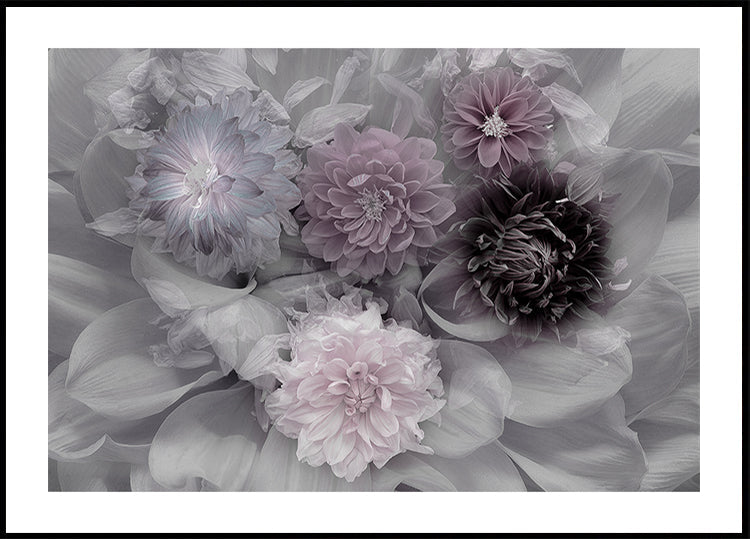 Dahlia unelma
