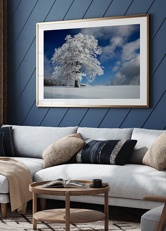 White Windbuche Schwarzwaldissa